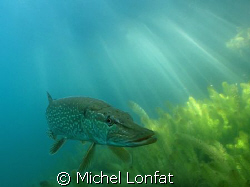 Head to Head with this magnificiant and very big "Brochet... by Michel Lonfat 